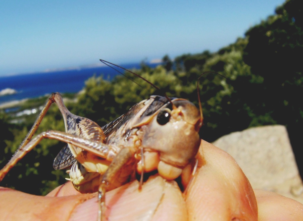 Decticus albifrons (Tettigoniidae)